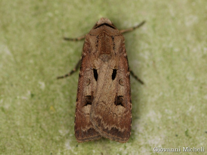 Agrotis exclamationis